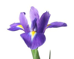 Beautiful violet iris flower isolated on white