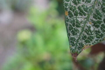 Fresh Foliage Background, green leaf texture; colorful leaves abstract backdrop. closeup nature view of green leaf background. Flat lay, dark nature concept. abstract green leaf texture