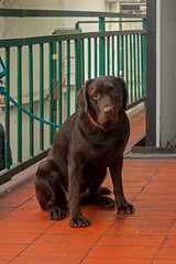 Labrador pet dog tied to a metal fence inside city waiting for his owner to pick him up - 767220493
