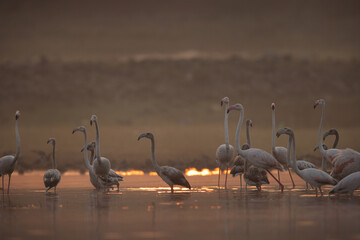 Greater Flamingos and bokeh of light during sunrise at Bhigwan bird sanctuary, India