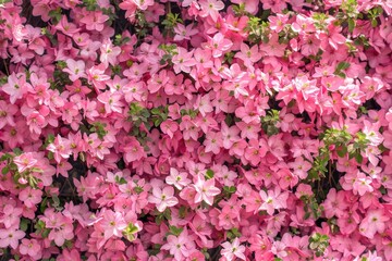 Romantic Pink Flower Wall for a Beautiful and Natural Backdrop - Ideal for Festivals, Posters and Background Material on Sunny Days