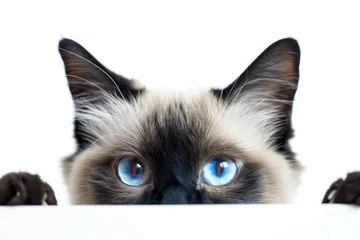 Fotobehang Staring Siamese Cat: Blue Eye Feline Peeking and Watching with Intense Cat Eyes © Serhii