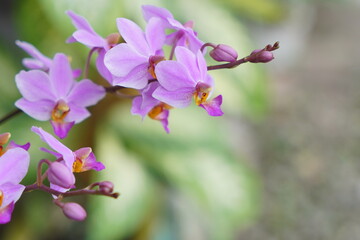 Background of blooming flowers. closeup nature view of green leaf and palms background. Flat lay, dark nature concept. abstract green leaf texture
