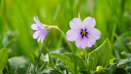 Fototapeta premium Sweet violet viola odorata isolated on pristine white background