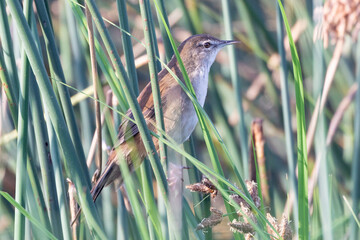 Little Rush Warbler (Bradypterus baboecala)  perched on reeds at Norrdhoek Wetlands, Kommetjie, Cape Town, South Africa