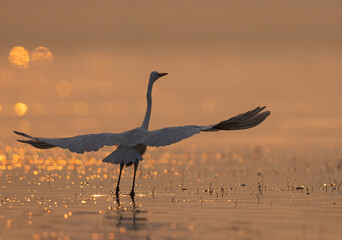 Greater Flamingos takeoff and bokeh of light during sunrise at Bhigwan bird sanctuary, India