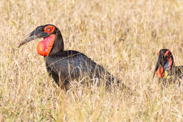 Pair of Southern Ground Hornbills (Bucorvus leadbeateri) foraging in savannah grassland, Kruger National Park, Limpopo, South Africa. Listed as Vulnerable