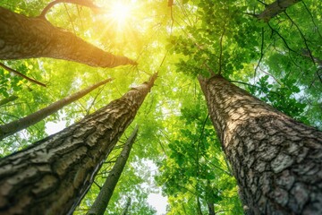 Fototapeta premium green forest Filled with tall trees Sunlight filters through branches 