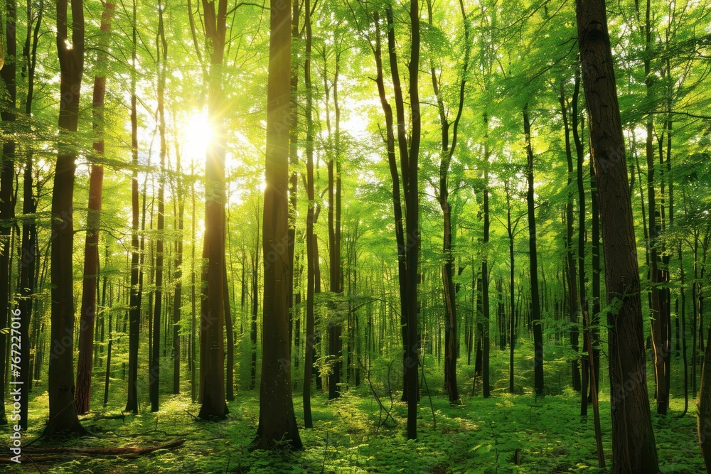 Aufkleber green forest filled with tall trees sunlight filters through branches