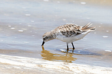 Little Stint (Calidris minuta) in winter non-breeding plumage, Kliphoek Salt Pan, Velddrif, Berg River Estuary, West Coast, South Africa