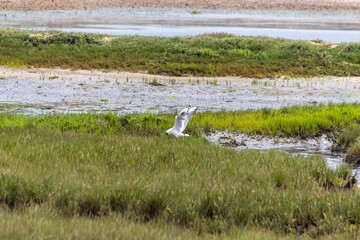 white heron on the beach