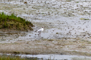 white heron on the beach