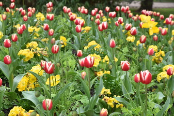 Tulipes rouge et blanc au jardin au printemps - 767229645