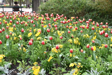 Tulipes en fleurs au jardin du Luxembourg à Paris. France - 767229667