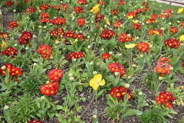 Primula acaulis rouge au jardin au printemps - 767229802