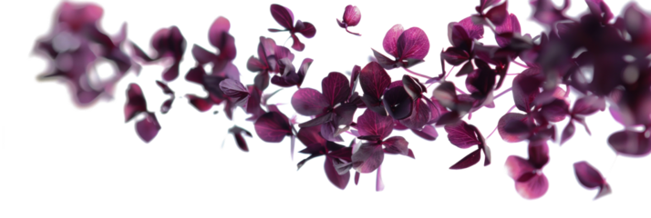 Purple Petals Twisting in Air