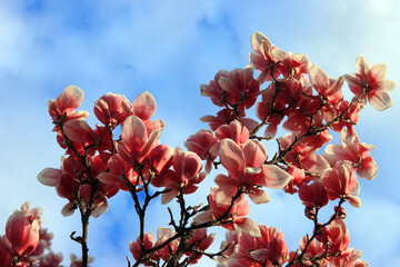 Blühende Magnolien im Frühjahr