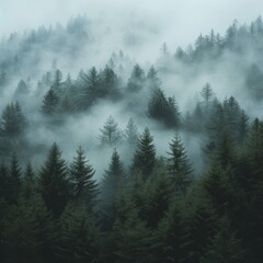 Foggy Forest with Distinct Tree Silhouettes
