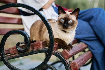 Siamese cat on a leash resting on a bench with owner during the walk