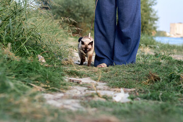 Siamese cat walks on a leash with its owner near river - obrazy, fototapety, plakaty