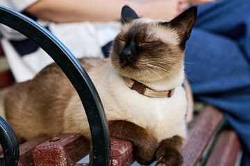 Siamese cat on a leash resting on a bench with owner during the walk