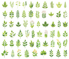 Herbs and branches botanicals. Green wildflowers nature clipart, leaves and florals decoration element