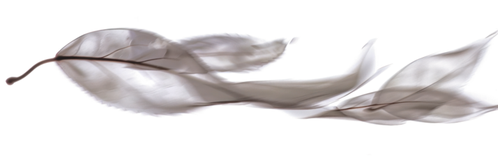 Abstract Blurry Leaf in Twisting Motion