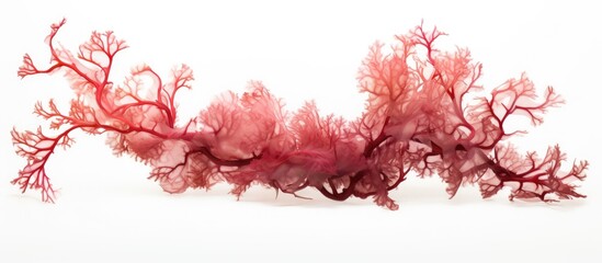 Red seaweed on white surface