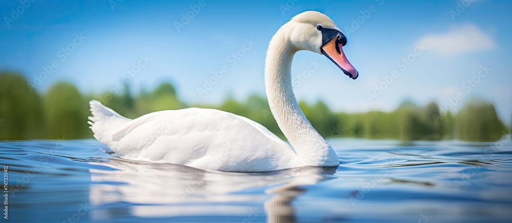 Wall mural A white swan swimming in water