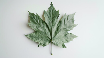 Green maple leaf on white background. Flat lay, top view.