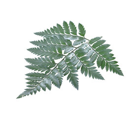Fern leaf green isolated on transparent.
