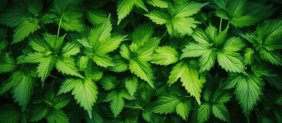 Close up of lush green leaves on a plant - obrazy, fototapety, plakaty