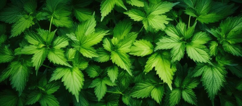 Close up of lush green leaves on a plant