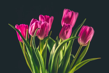 Bright pink tulips on a black background. Concept of spring, holiday, spring blossom