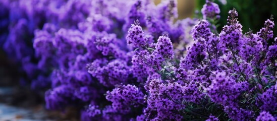 Purple flowers bloom along a stone path in garden - obrazy, fototapety, plakaty