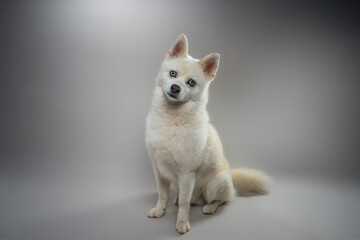 Chien, Blanc, Studio, Shootting, yeux bleus, 