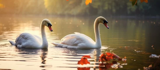 Keuken foto achterwand Two swans swimming gracefully in a lake surrounded by floating leaves © Ilgun