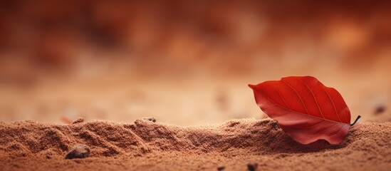 Red leaf on sandy beach