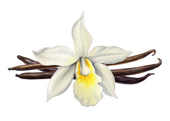 Vanilla flower watercolor realistic painting isolated on White background. Orchid exotic flower, pods and sticks