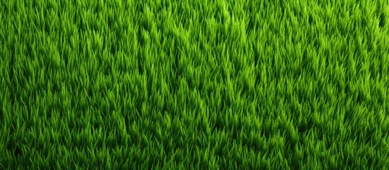 Photo sur Plexiglas Vert A green field featuring a white flower in close up