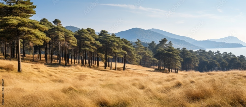 Poster tall grass and trees in a field with mountains backdrop