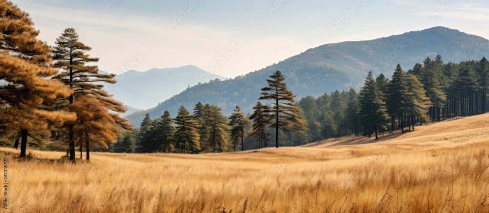 Poster Trees and field with distant mountains