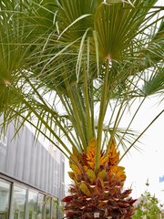 Flowering Chamaerops, European fan palm or the Mediterranean dwarf palm (Chamaerops humilis), Spain