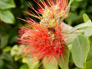 Red flowers of New Zealand Christmas tree, and iron tree, pōhutukawa (Metrosideros excelsa), family Myrtaceae, Valencia, Spain