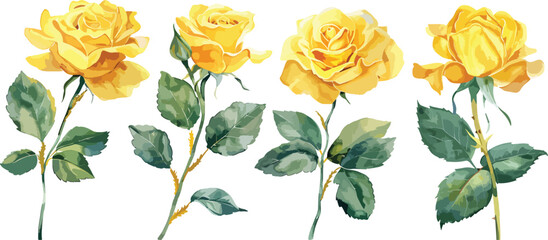 Yellow Rose flower with buds and leaves set of blooming plant watercolor illustration on white background. Elements for romantic floral decoration, wedding stationary, greetings, anniversary.