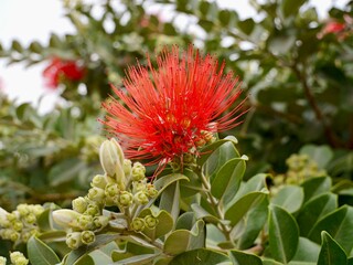 Flowers of New Zealand Christmas tree, and iron tree, pōhutukawa (Metrosideros excelsa), family Myrtaceae, Valencia, Spain