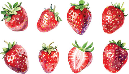 Fresh strawberry watercolor summer fruit hand painted. Vegetable red fruit summer isolated on white background. Red berry fruit vector illustration