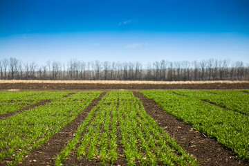 A field with sprouts of green winter wheat or other cereals on a sunny day.