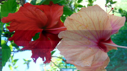 Deux fleurs d'hibiscus rouge et rose