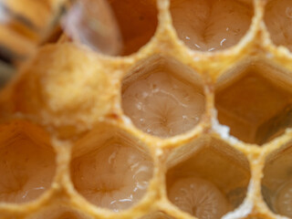 Brood Comb of Honey Bee, Apis mellifera, Larvae Macro with Capped Drone Cell 